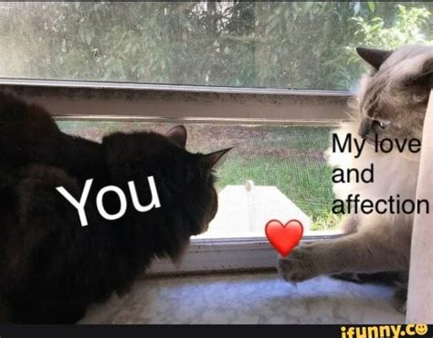 47 Wholesome Love And Affection Memes For That Special Person