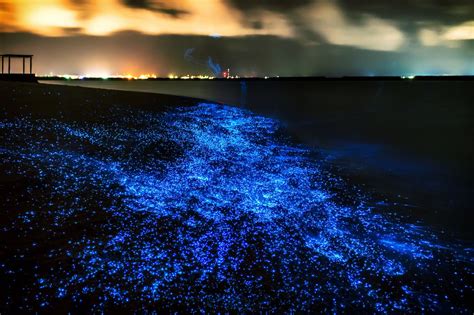 Where To See Bioluminescence Abroad From Jamaica To Japan