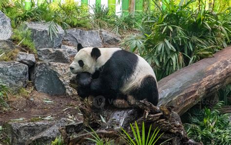 O Panda Gigante Ailuropoda Melanoleuca Também Conhecido Como Urso Panda