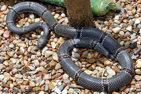 Gray Banded Kingsnake Lampropeltis Alterna