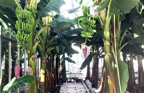 Sustainable Bananas In Greenhouses First Dutch Bananas Harvested Wur