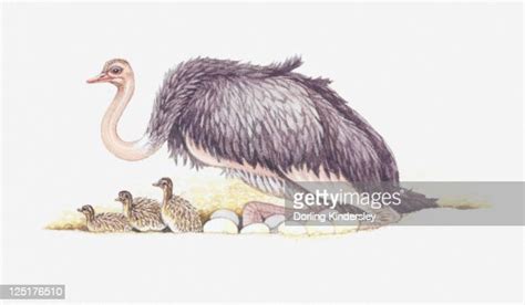 Illustration Of Adult Ostrich With Nest Full Of Eggs And Newly Hatched