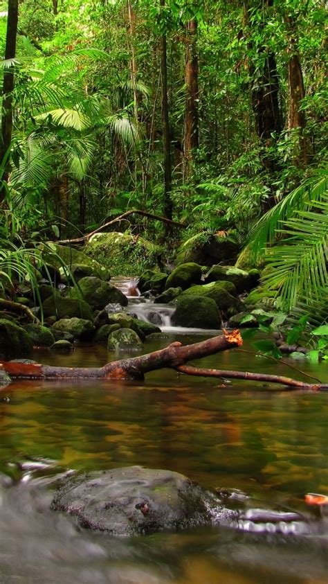 Free Download Rain Forest Wallpapers 2560x1440 For Your Desktop