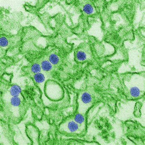 Army Researchers Sanofi Pasteur To Co Develop Zika Virus Vaccine Us