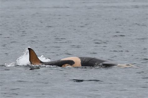Its A Girl Researchers Get Closer Look At J Pod Orca Baby The