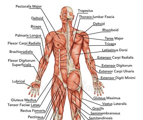 Human Body Muscles Labeled Front And Back Chapter 1 7 First Exam At