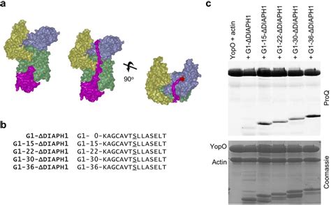 Length Requirement From Actin Binding Site To Kinase Catalytic Cleft