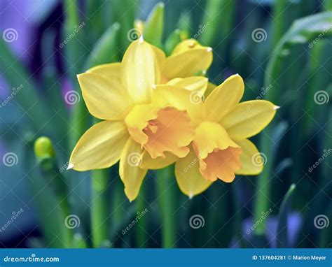 Beautiful Blooming Daffodils Stock Image Image Of Garden Flowers