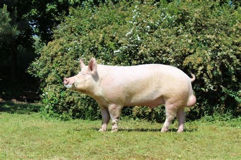 8 Largest Pig Breeds In The World An Online Magazine About Style