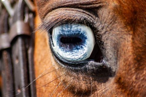 Eye Disease In Horses And Ponies Some Helpful Resources Askanimalweb