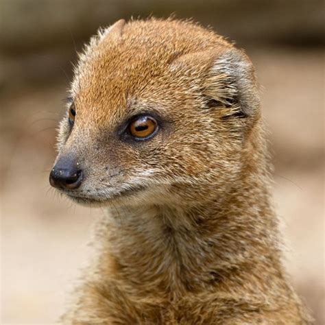 Yellow Mongoose The Yellow Mongoose Is A Small African Mammal Its