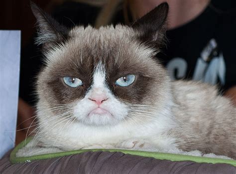 Grumpy Cat The Face Of Thousands Of Internet Memes Has Died Grumpy