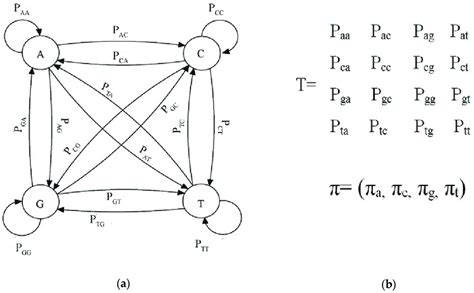 Markov Chain And Transition Probability A Markov Chain B Download Scientific Diagram