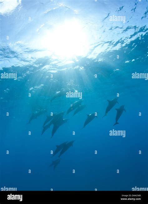 A Pod Of Spinner Dolphins Swim Off The Coast Of Maui Stock Photo Alamy
