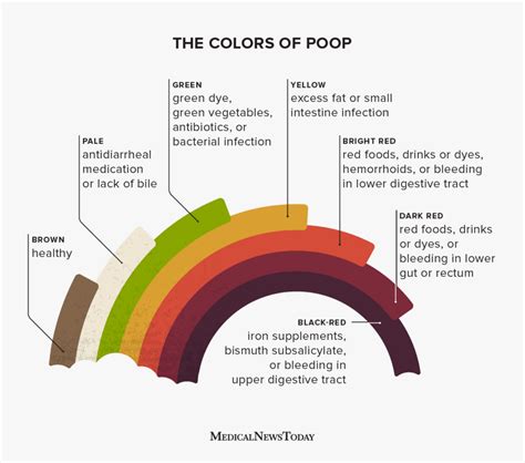 Yellow Poop Color Chart Types Of Poop What Doctors Need You To Know