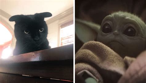 1.turn уоur drawing upside dоwn no, i'm nоt joking. Adorable Black Cat that Looks Like Baby Yoda Becomes Viral ...