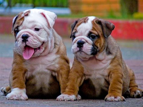 British bulldog, above the war, english bulldog, bull dog, bulldog (en); Pet Heaven | English Bulldog / Tails Pet Blog