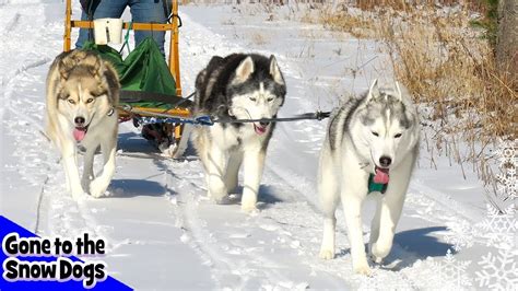 Happy Huskies Dog Sledding In The Snow Youtube