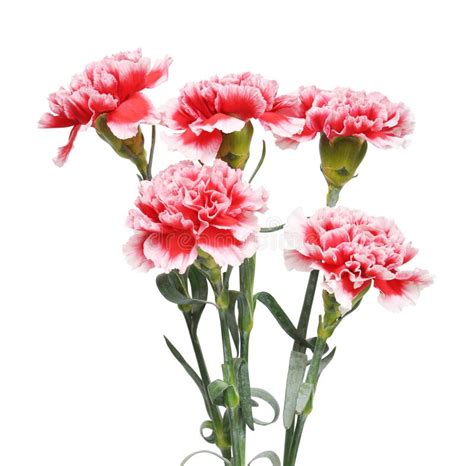 Carnations Stock Photo Image Of Beautiful Petal Anniversary 69322998
