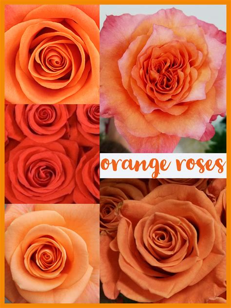 Floral Friday Orange Roses Dreisbach Wholesale Florists