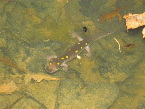 Survey Of The Land Spotted Salamanders
