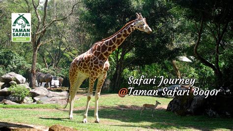 Safari Journey Di Taman Safari Bogor Youtube
