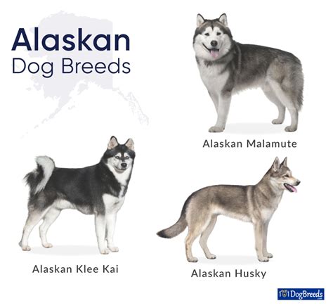 List Of Alaskan Dog Breeds With Pictures