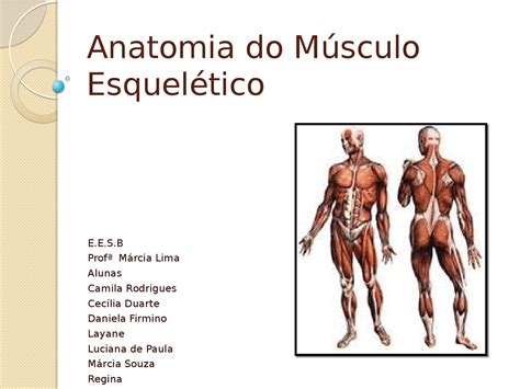 Conceitos Do Músculo Esquelétrico E Patologias Músculos Esqueléticos