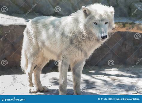 White Wolf Belgrade Zoo Stock Image Image Of Calm 115174305