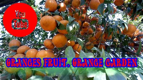 Orange Fruit Malta Farming Orange Garden Malta Fruit Kino Tree