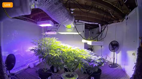 Basement grow ops also offer extra security that protects growers against thieves and law enforcement. First DWC (basement grow Room) | Page 2 | Grasscity Forums ...