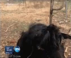 Goat Goats Gif Goat Goats Tongue Out Discover Share Gifs