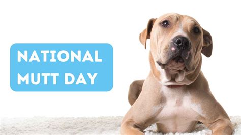National Mutt Day 2022 Us Date History And Significance