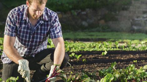 Six Tips To Keep Yard Work Safe