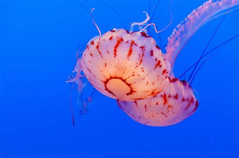 Free Images Water Flower Petal Underwater Color Jellyfish Blue