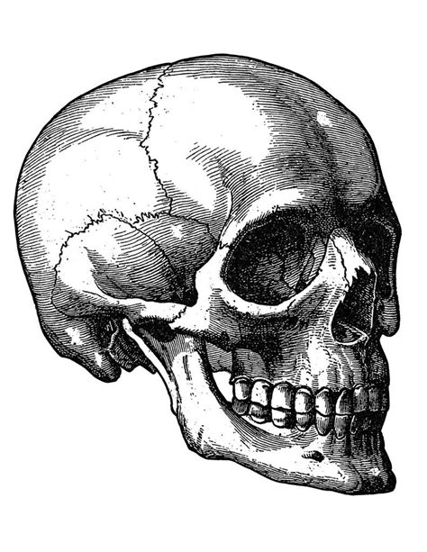 Human Skull Drawing Reference At Getdrawings Free Download