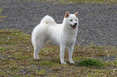 Kishu Inu Info Temperament Care Training Puppies Pictures