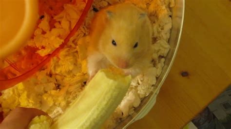 Hamster shows feature an exhibition of the hamsters participating in the judging. Hamster eating a banana =) - YouTube