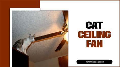 Cat Ceiling Fan Whisker Whipping Fun