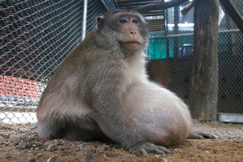 Obese Monkey That Went On Diet Will Be Released Into Wild