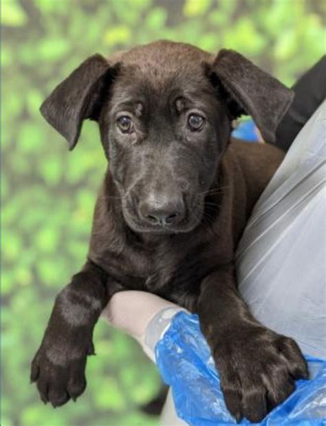 These adorable cats and dogs are ready for adoption in San Antonio