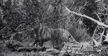 Although it resembles the placental wolf, its head was longer and its legs. Thylacine Sightings: Tasmanian Tiger