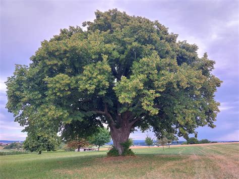 600 Year Old Linden Tree In My Village Beautifultrees