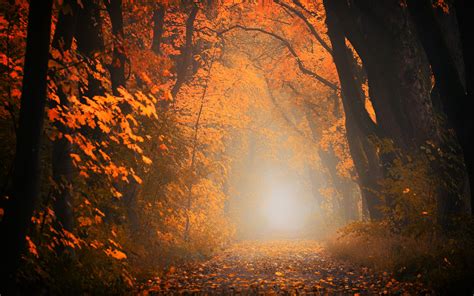 Download Wallpaper 3840x2400 Autumn Fog Forest Foliage Trees Path