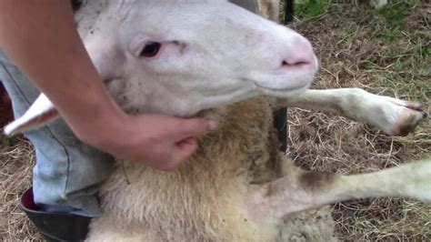 Foot Rot In Sheep And How To Treat It Youtube