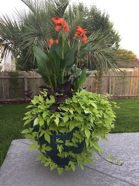 Maybe you would like to learn more about one of these? Pin by Lauren Hall Nelson on Landscaping | Container ...
