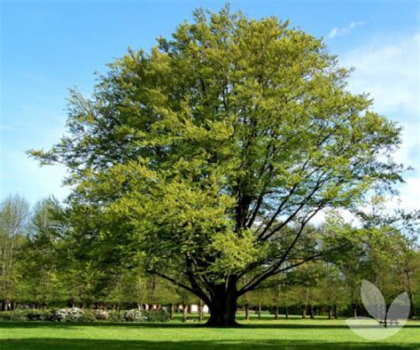 Fagus Sylvatica European Beech Common Beech Trees Speciality Trees