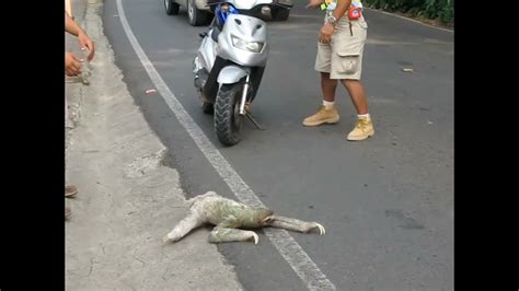 Man Helps Sloth Cross Road Youtube