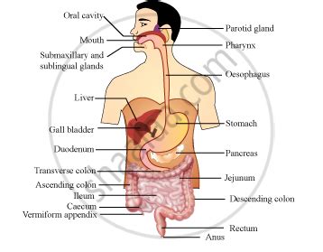 A Draw A Labelled Diagram Of The Human Digestive System With The