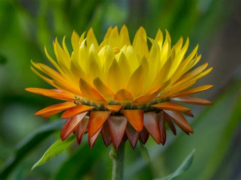Xerochrysum Bracteatum Strawflower Inmortal Native To Flickr